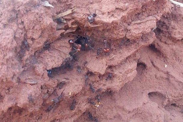 IDR-ParanÃ¡ orienta sobre formas para controlar formigas cortadeiras na agricultura