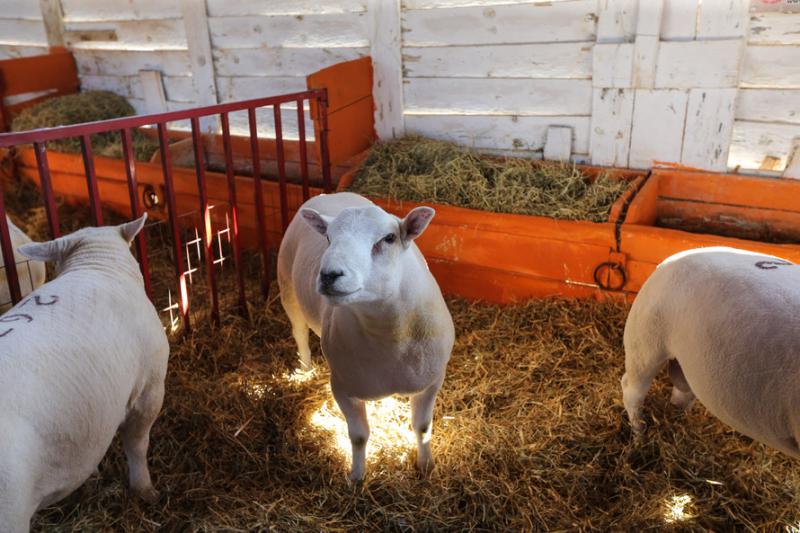 DERAL - Preço de carne ovina não acompanha alta de outras espécies no 1º semestre, aponta boletim