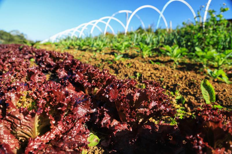 CertificaÃ§Ã£o e cuidados fazem de Tijucas do Sul referÃªncia na produÃ§Ã£o de orgÃ¢nicos no ParanÃ¡