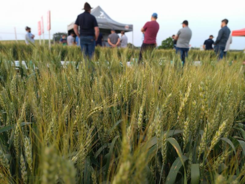 Cooperativa Coprossel realiza Tarde de Campo de Trigo no município do Porto Barreiro