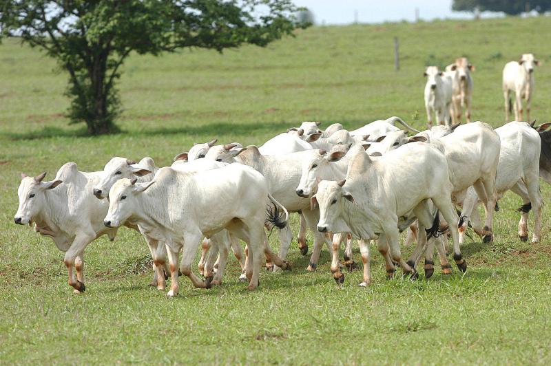 No Dia Mundial Contra a Raiva, Adapar alerta sobre a importância da vacinação