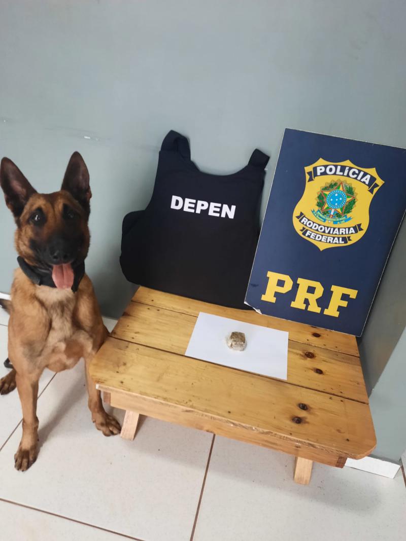 Laranjeiras: Sheriff, o cÃ£o K9 do DEPEN encontra drogas na 277