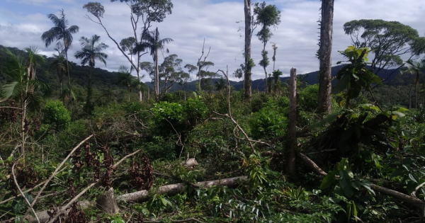 PolÃ­cia Ambiental aplica mais de R$ 1 milhÃ£o em multas por desmatamento e rinha de galo no interior e no Litoral do ParanÃ¡