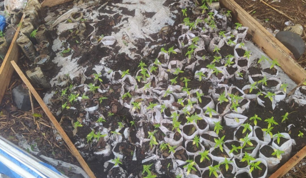 PM localiza mais de 260 mudas de maconha Ã s margens do Rio Ligeiro, no ParanÃ¡