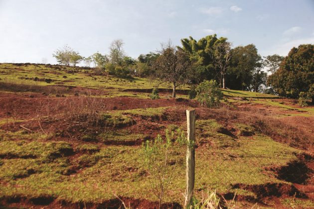 Análise: Manejo incorreto gera perdas no solo e encarece custos de produção