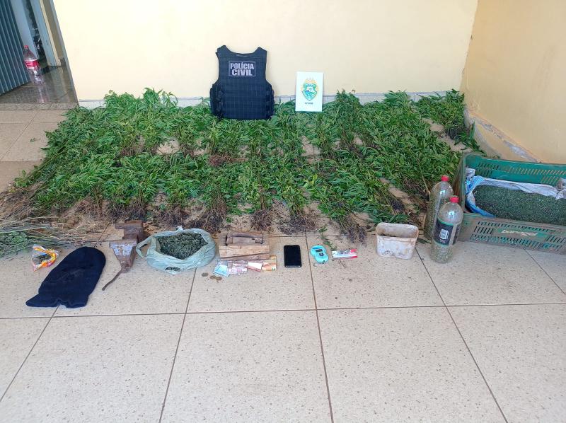 Rio Bonito: Policia apreende mais de 800 pés de maconha em propriedade rural