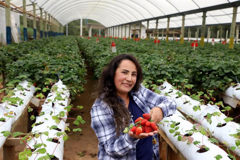 Produtora paranaense de morangos recebe prêmio de inovação no meio rural