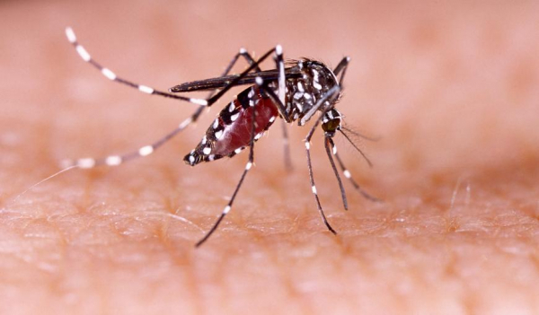 Informe semanal da dengue registra 26 novos casos da doença no Paraná