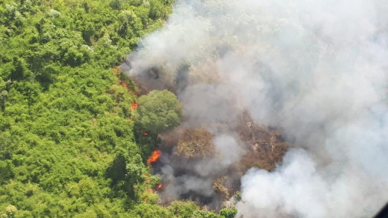 Animais morrem carbonizados em queimadas na área de preservação ambiental em Quedas do Iguaçu