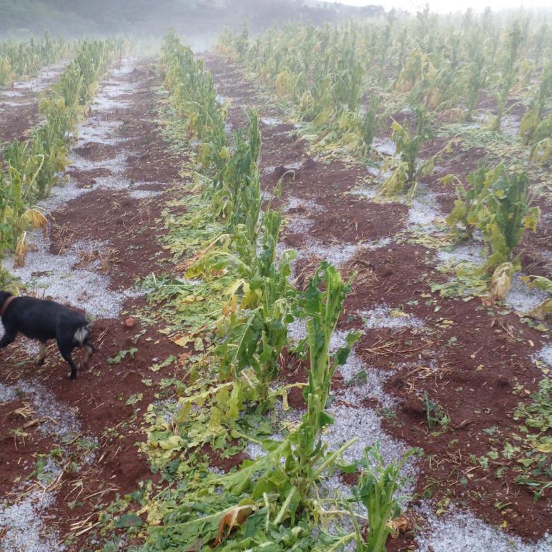 Intensa chuva de granizo surpreende moradores de Virmond e região