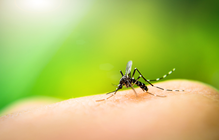 Secretaria de Saúde reforça cuidados contra a dengue nesse período do ano