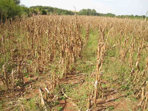 Prefeitura de Rio Bonito do Iguaçu realiza reunião para discutir as perdas nas lavouras em razão da falta de chuvas