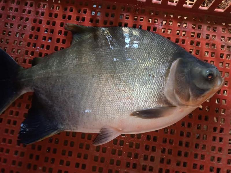 Peixelar de Laranjeiras do Sul realiza a feira do peixe vivo