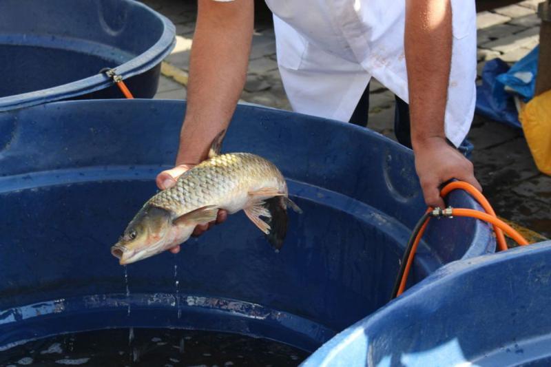 PEIXELAR vai realizar oito edições da feira do peixe no lago municipal 