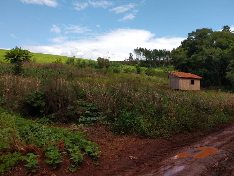 Virmond: Mais uma plantação de maconha é localizada pela Policia Civil no interior do município