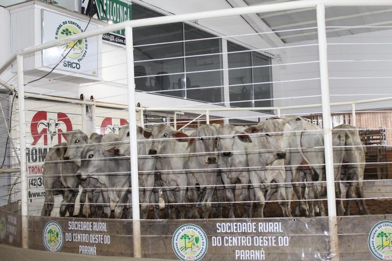 Sociedade Rural do Centro Oeste do Paraná, uma referência na produção de proteína animal 