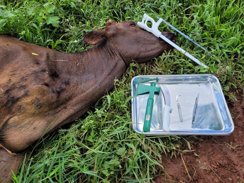 Rio Bonito do Iguaçu confirma caso de raiva bovina