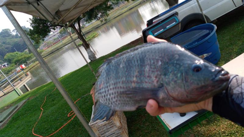 Peixe Lar realiza feira do peixe vivo neste Sábado (4)