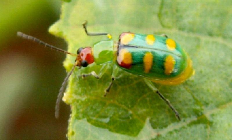 IDR-PR alerta produtores de hortaliças para combate à vaquinha verde-amarela