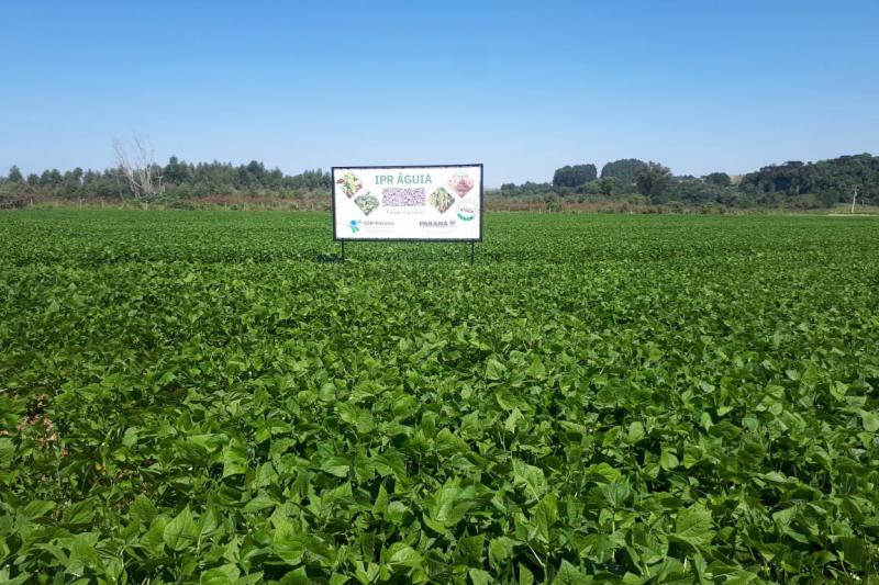 IDR-Paraná lança cultivar de feijão carioca que possibilita maior tempo de armazenamento