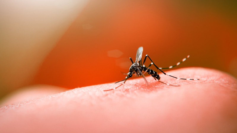 LS: Com alto risco de focos, secretaria de saúde convoca população a   intensificar combate à Dengue