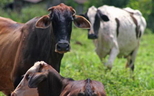 N. Laranjeiras: Ladrões de gado agem no interior do município e furtam dois animais