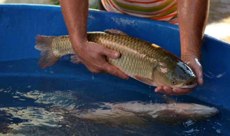 LS: Peixe Lar vai realizar duas edições da Feira do Peixe Vivo nesta semana