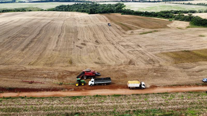 Produtividade da soja e milho confirmam safra recorde na Cantu -  preços preocupam produtores 