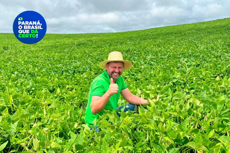 Paraná se destaca no melhoramento genético do feijão e garante maior produtividade