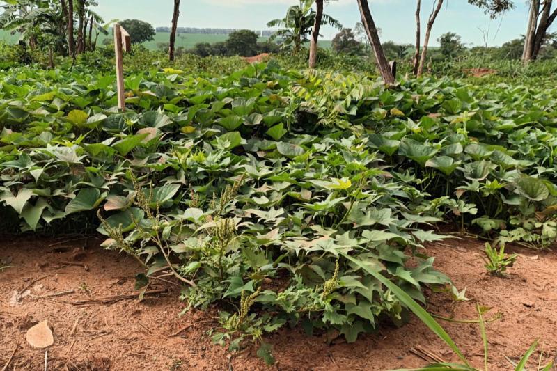 Comunidade indígena do Oeste ganha banco de mudas melhoradas de batata-doce