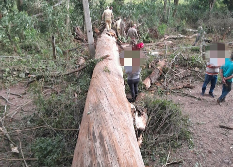 LS: Homem morre após ser atingido por árvore no Bairro Somensi 