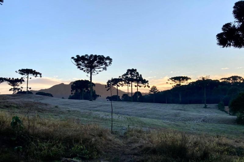 Para ajudar produtores, IDR-Paraná lança aplicativo que faz contagem das horas de frio