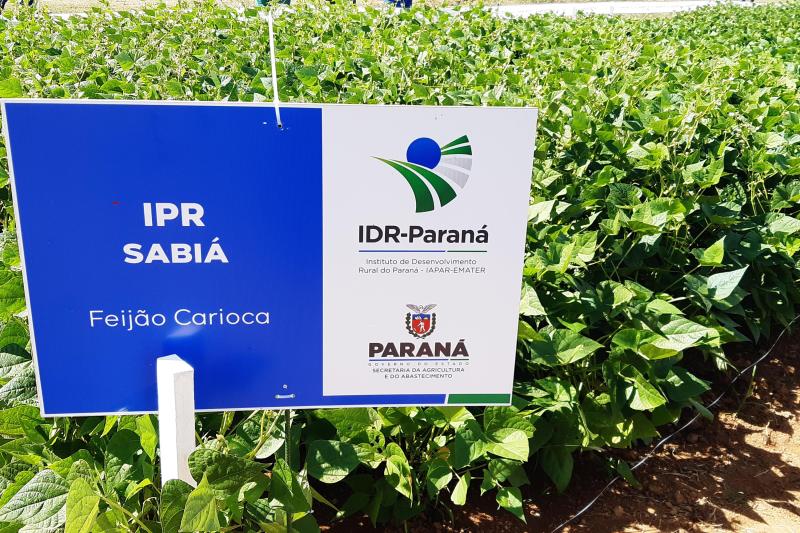 IDR-PR é responsável por duas das cultivares de feijão mais comercializadas no Brasil