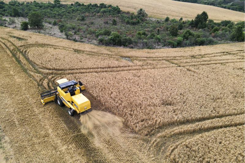 Com safra recorde de trigo, Paraná mantém ritmo de venda aos mercados interno e externo