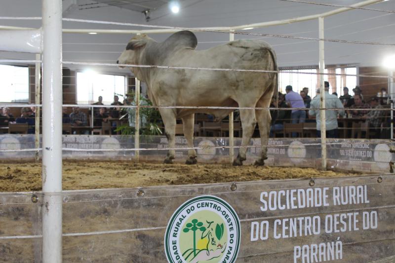 Leilões da Sociedade Rural de Laranjeiras do Sul comercializam mais de 900 animais 