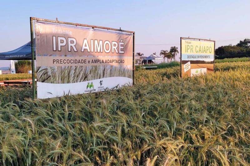 IDR-Paraná leva cultivares e orientações técnicas ao Show Rural de Inverno em Cascavel