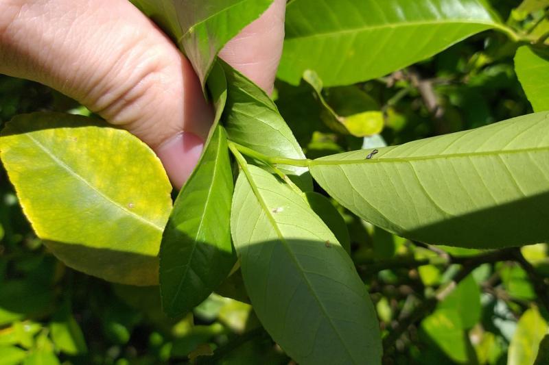 Estado promove grande operação para baixar casos de doença em frutíferas 