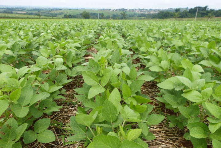 Ministério da Agricultura altera calendário de plantio da soja