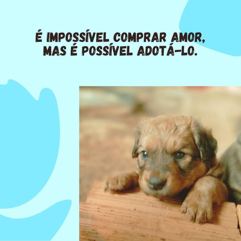 Causa Animal: Grupo de Protetores Independentes de Laranjeiras do Sul, divulga resultado da Rifa de Páscoa