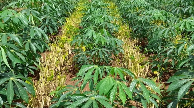 Cultivo consorciado de feijão com mandioca demonstra alto potencial