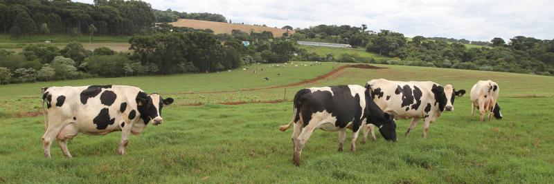 Em meio à crise, produtores de leite travam luta pela sobrevivência