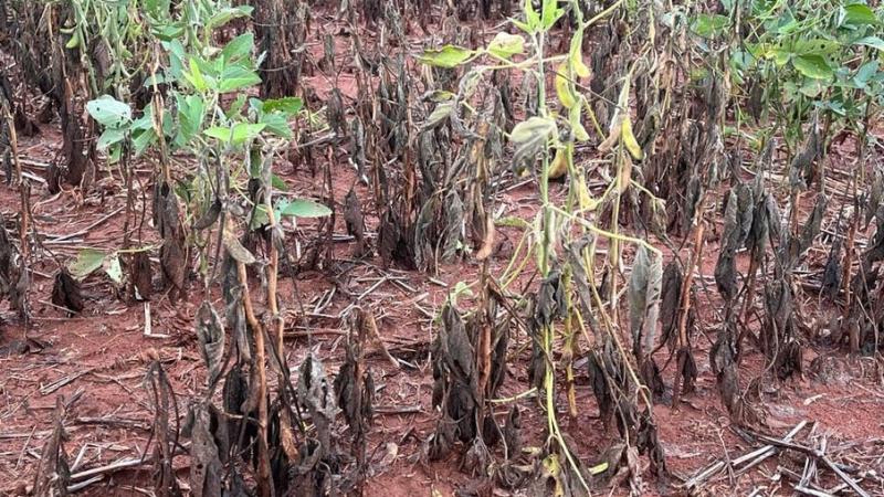 27 municípios em MT decretam situação de emergência por falta de chuvas