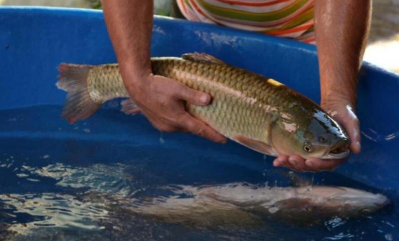 Secretaria de Agricultura do Virmond definiu o cronograma das feiras do peixe vivo