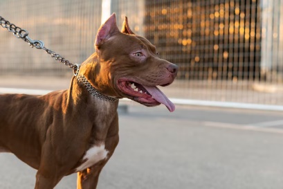 LS: Cachorro Pitbull foge e ataca animais no bairro Jaboticabal