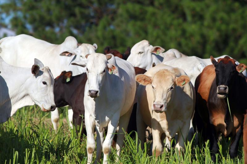 Produtores paranaenses têm mais uma semana para atualizar cadastro de rebanho