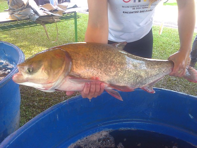 Feira do Peixe Vivo Acontece Neste Sábado no Lago Municipal de Laranjeiras do Sul