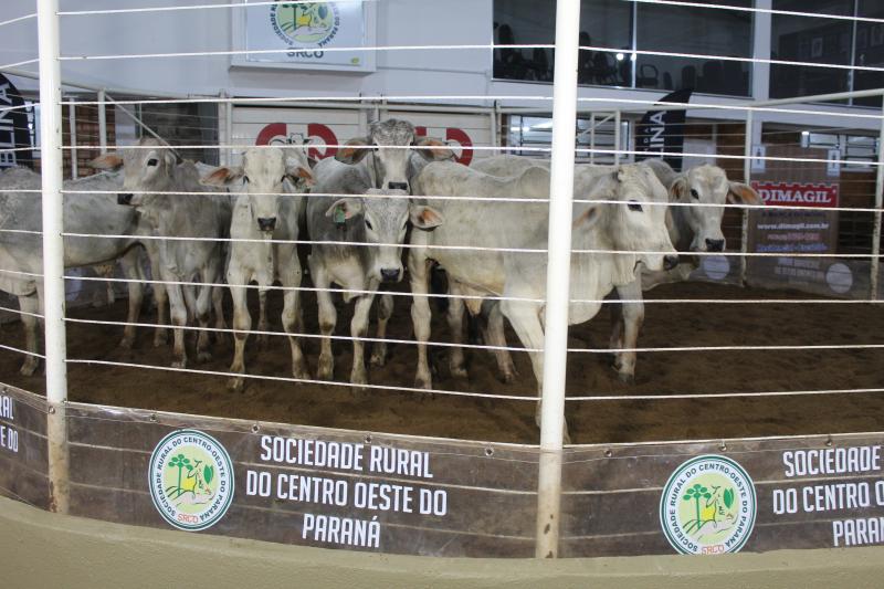 Leilão de Gado de Corte da Sociedade Rural de Laranjeiras acontece nesta quarta-feira, 16/10