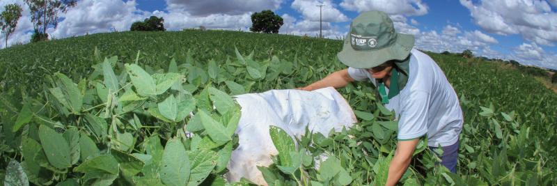 MIP: produtores que utilizam boas práticas têm economia nos custos