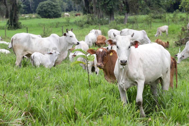 Com ações localizadas, Adapar trabalha para monitorar e mitigar casos de raiva no Paraná