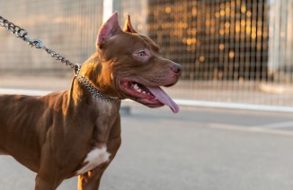 LS: Pitbull escapa de residência e ataca cão que passeava na rua com seu dono